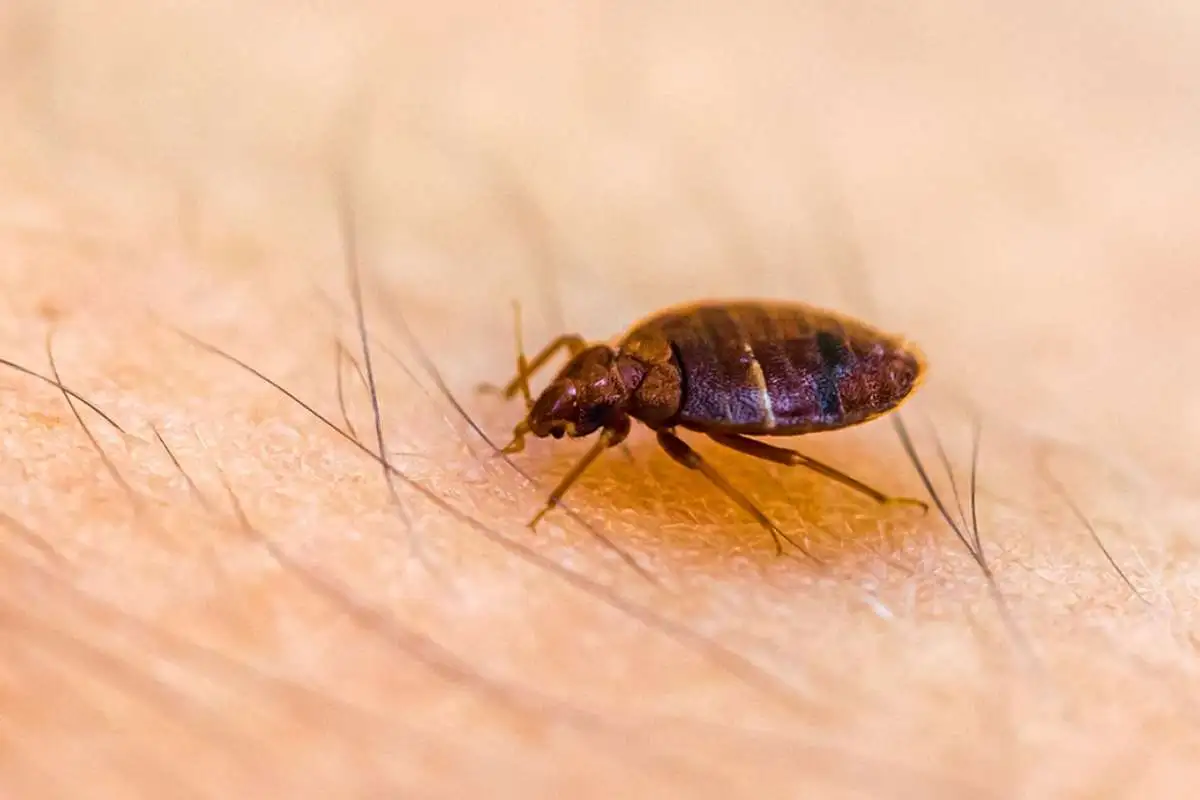 Bettwanzen erkennen & bekämpfen – Der komplette Guide