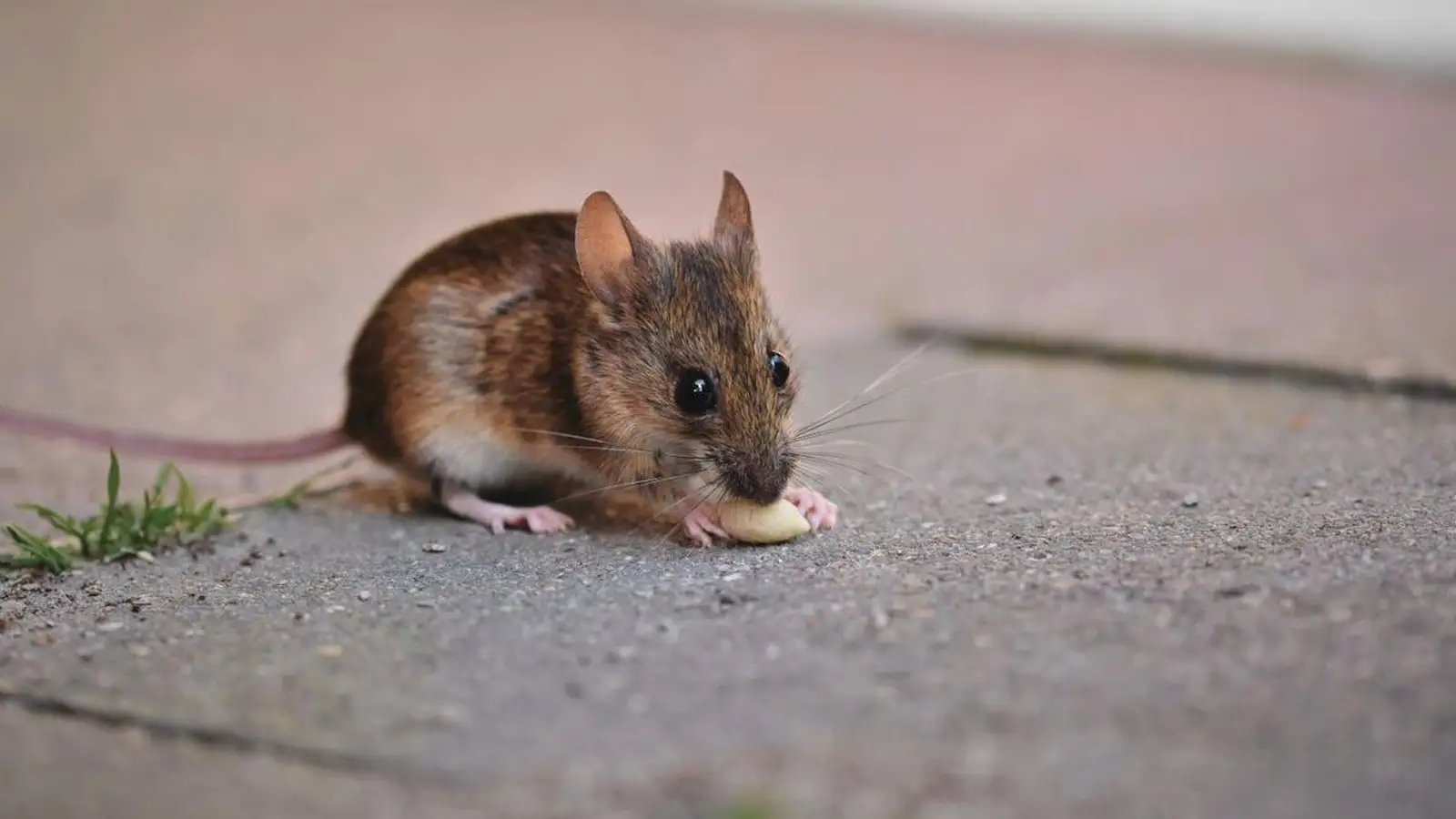 Was kostet ein Kammerjäger bei Mäusen? Kostenfaktoren & Ablauf