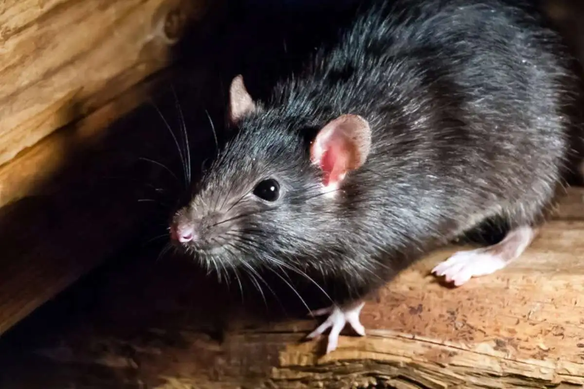 Ratten im Haus erkennen – Anzeichen & Sofortmaßnahmen