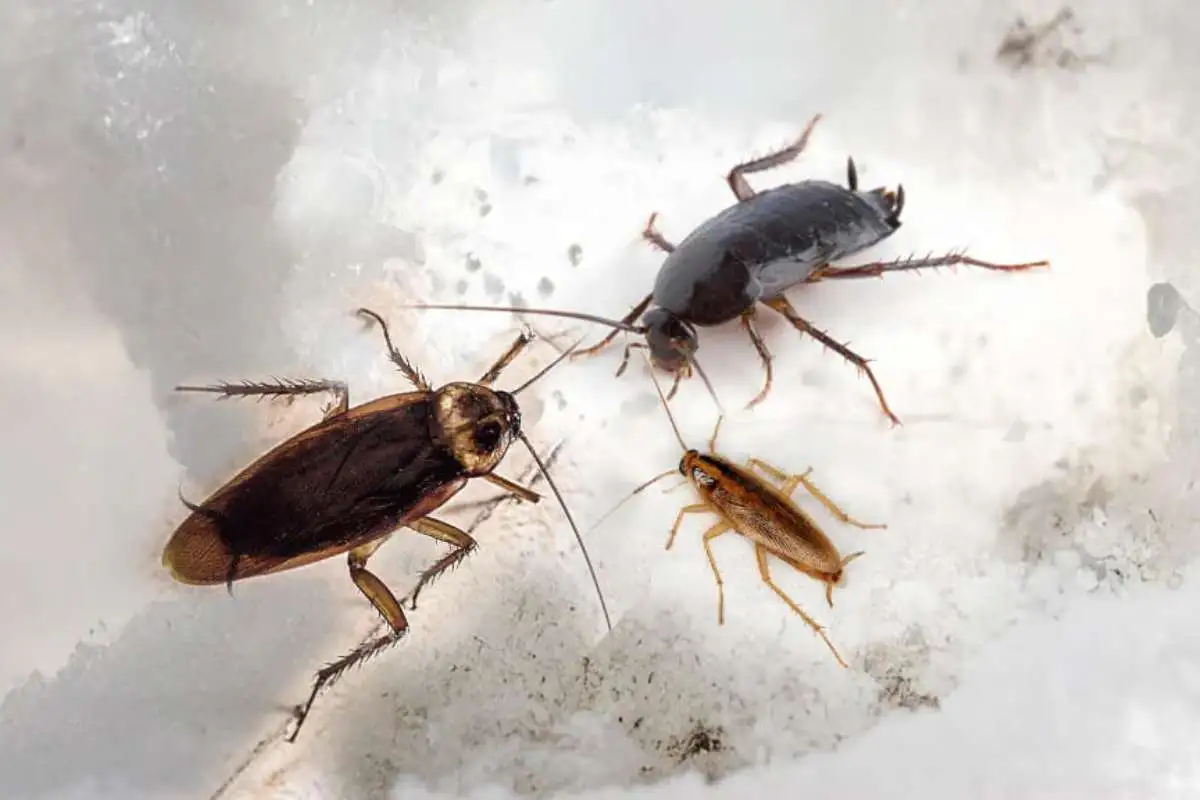 Schaben in der Küche – Ursachen, Gefahren & Lösungen